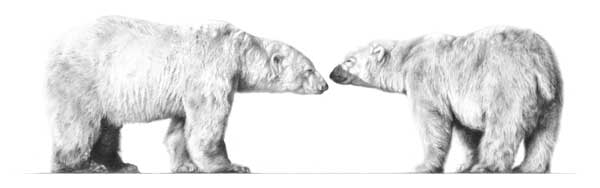 Cold Comfort (Polar Bear) 