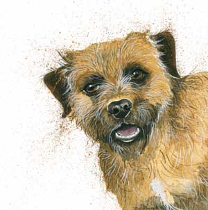 Buster (Border Terrier)