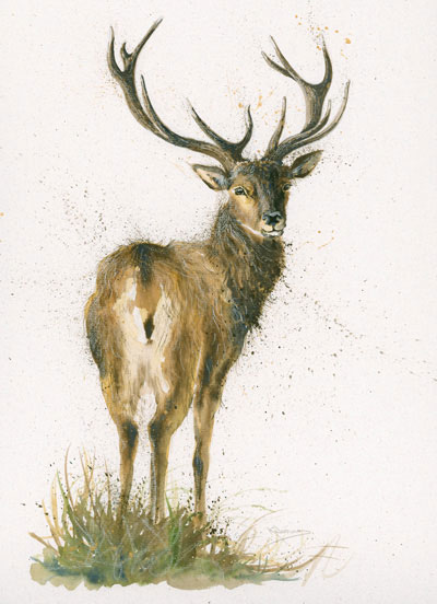 Highlander (Stag) - LGE