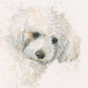 Oscar (Bichon Frise)