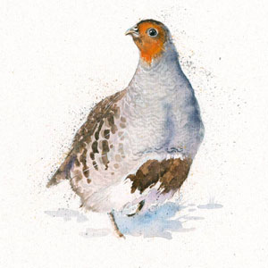 The Englishman (Grey Partridge) 