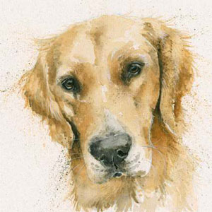 Henry (Retriever) 