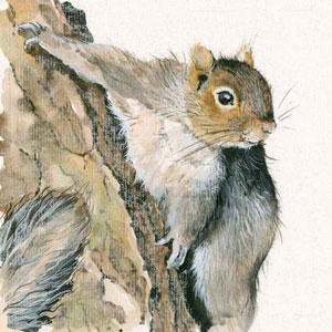 Tree Hugger (Grey Squirrel)