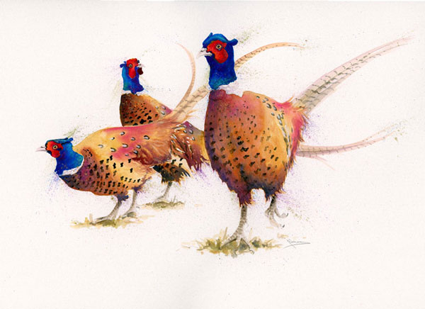 The Gentry (Pheasants) - LGE