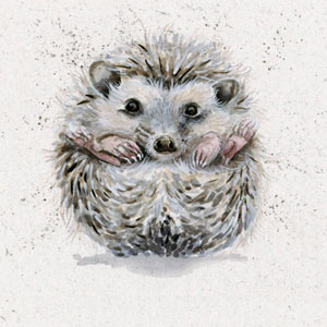 Getting Round To It (Hedgehog)