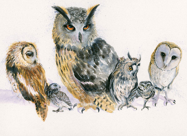 Holding Parliament (Owls) - SML 