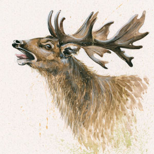 The Rut (Stag) 
