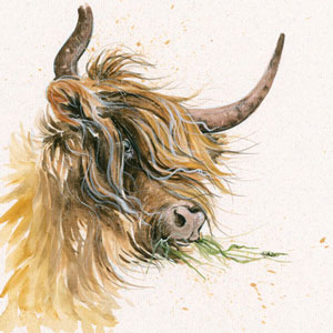 Green Tea (Highland Cow) 