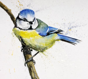 Little Blue (Blue Tit) 