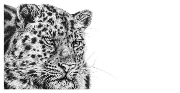 Cold Stealth (Amur Leopard) 