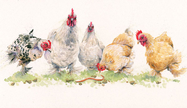 Early Birds (Chickens) 