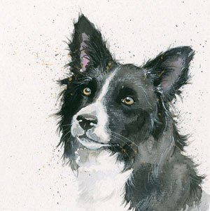 Freya (Border Collie) 