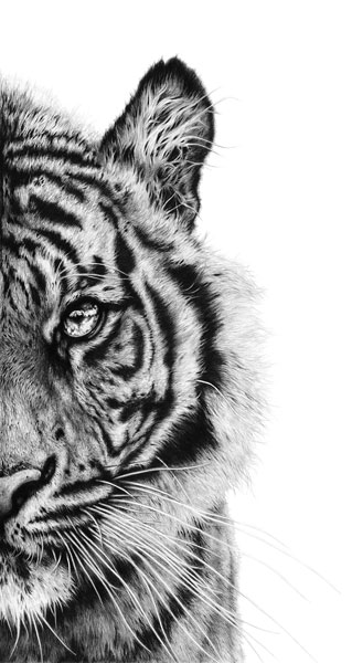 Line of Sight (Sumatran Tiger) 