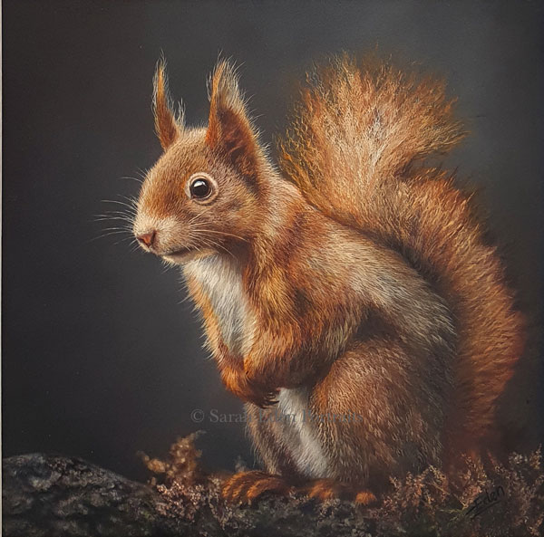 Little Red - Squirrel 