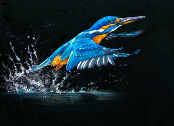 Making A Splash (Kingfisher) 