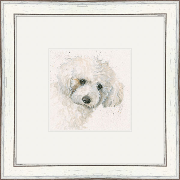 Oscar (Bichon Frise)