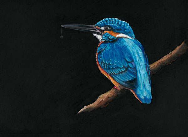 Royal Blue (Kingfisher) - (SML)