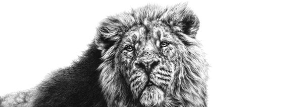 Serenity of The Sovereign (Asiatic Lion)  