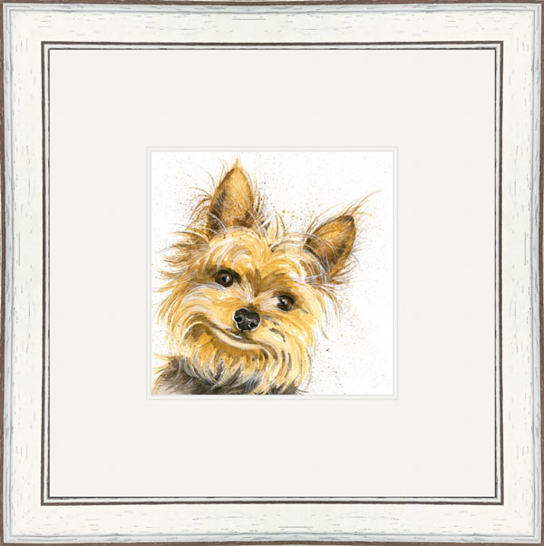 Stanley (Yorkshire Terrier)