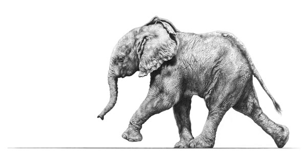 Striding Out (African Elephant) 