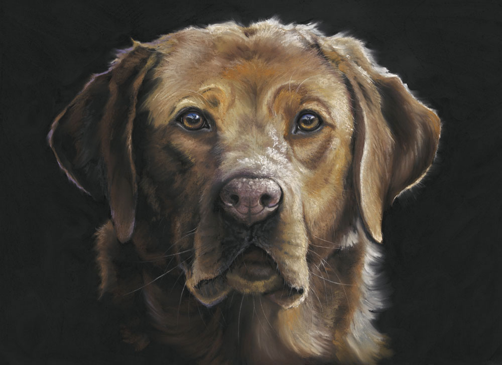 Red Eye - Fox Red Labrador 