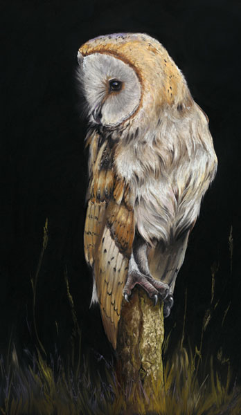  Last Post (Barn Owl) 