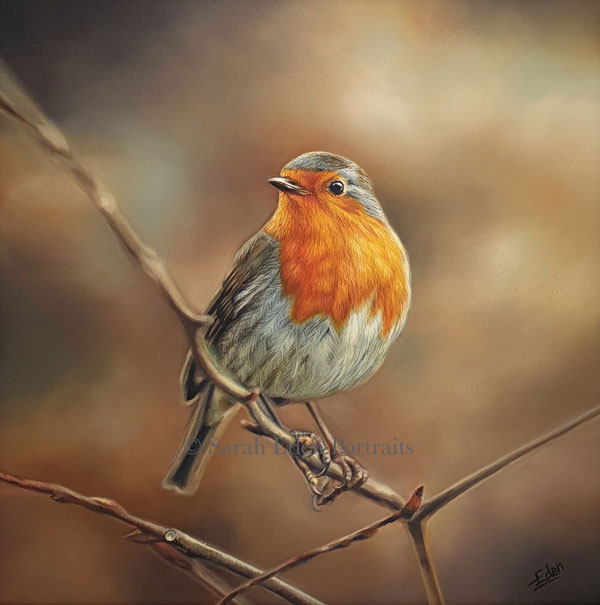 The Spectator - Robin