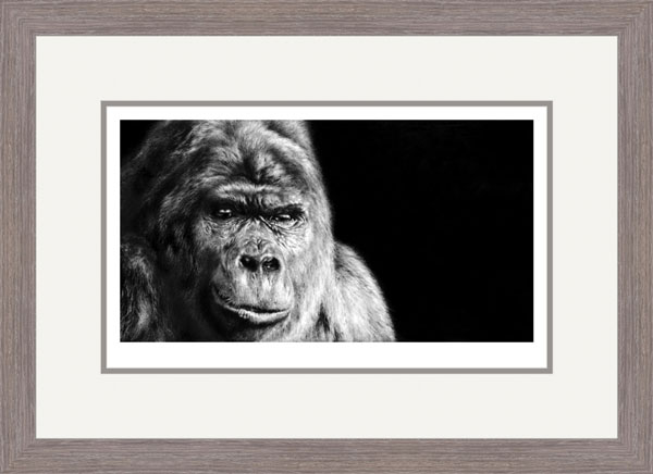 Contemplation (Gorilla) 