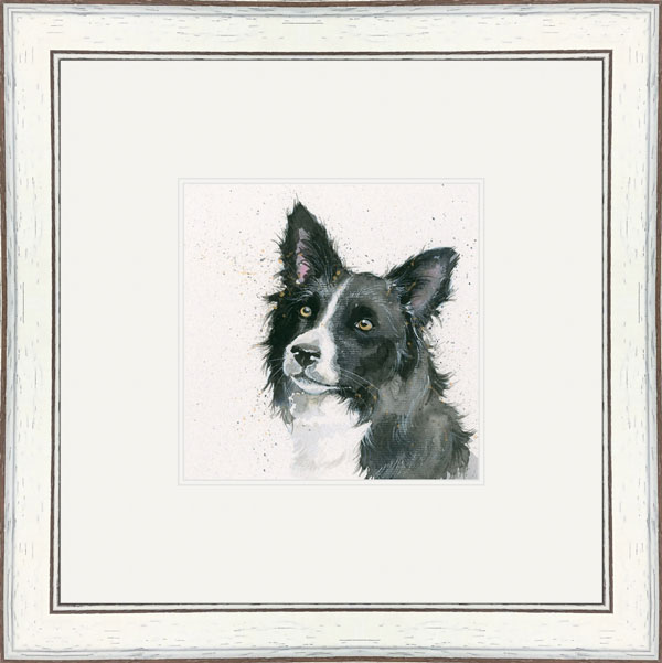 Freya (Border Collie) 