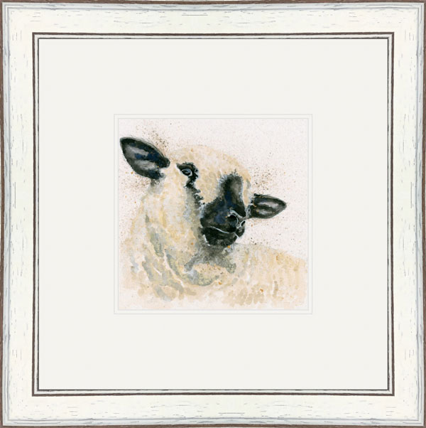 Hampshire Sheep 
