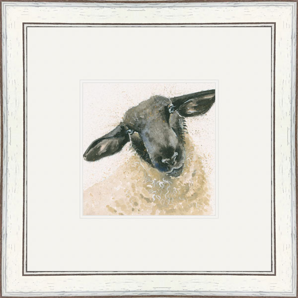 Suffolk (Suffolk Sheep)