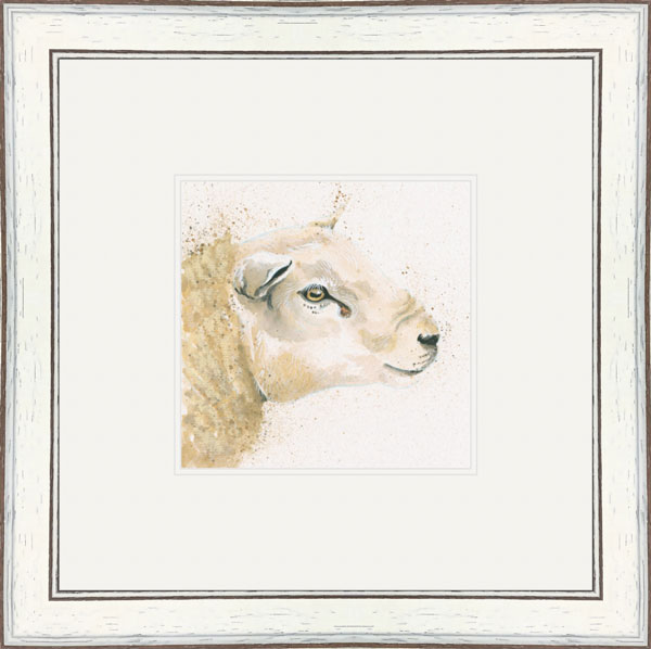 Tex (Texel Sheep)